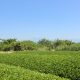 静岡で新茶摘み体験をしました！